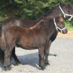 Loriant van Stal Valentino 2017