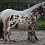 Amor van stal Anja 2017