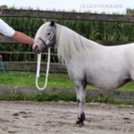 Moeder van Amor de ster merrie Beauty van Stal Anja.