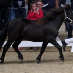 Loriant van Stal Valentino 2018