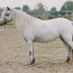 Moeder van Bonita de ster Preferente merrie Beauty van stal Anja