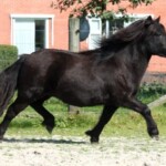 Moeder van Loriant Wanette van Carpe Diem. Kroonmerrie en Kampioen grote maat 2008 Tolbert