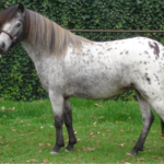 Dochter Zo Mooi van Stal Anja Stermerrie en Reserve Kampioen 3 jaar en oudere merries 2014