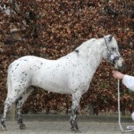 Admiraal hengstenkeuring N.A.S. 2018