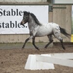 Zoon Mithril gekeurd bij het N.M.P.R.S met een 1ste premie