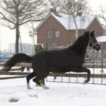 Incredible Emelwerth