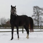 Incredible Emmelwerth