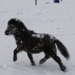 Sneeuwpret januari 2019 Ariane van stal Anja