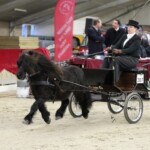 Darwin van stal Groenendaal Nederlands Kampioen dekhengsten in Tuig 2019 met Ilse Niesing