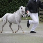 Tinydots Jade Prince