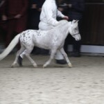 Tinydots Jade Prince