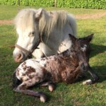 Jamaica van Stal Anja