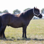 Kampioen Ruinen maren Kessel 2022